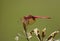 Male Crimson Marsh Glider (Trithemis aurora)