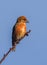 Male Crossbill