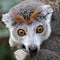 Male Crowned Lemur