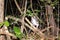 Male Crowned lemur Eulemur coronatus climbing on a rock, Ankarana, Madagascar