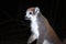 Male Crowned lemur Eulemur coronatus climbing on a rock, Ankarana, Madagascar