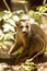 Male Crowned lemur, Eulemur coronatus, resting on a vine Ankarana Reserve, Madagascar