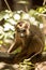 Male Crowned lemur, Eulemur coronatus, resting on a vine Ankarana Reserve, Madagascar