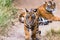 Male Cub of Tigress Noor