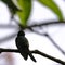 Male Cuban Emerald is a species of hummingbird - Peninsula de Zapata National Park, Cuba