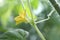 Male cucumber flower, Cucumis sativus