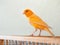Male Curious orange canary looks straight sitting on a cage on a light background