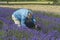 A male cutting lavender flowers in lavender field