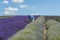 A male cutting lavender flowers in lavender field