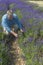 A male cutting lavender flowers in lavender field