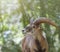 Male Cyprus mouflon with big horns. Head shot close up,  copy space