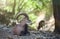 Male Cyprus mouflon in the wild close up. Troodos mountains, Cyprus