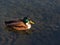 Male dabbling mallard duck with green shimmering head, yellow beak and brown plumage swimming in pond in park.