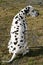 Male Dalmatian sitting