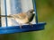 Male dark-eyed junco