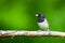 Male Dark-eyed Junco on a peeling branch