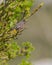 Male Dartford Warbler