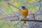 Male Daurian Redstart