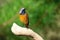 Male Daurian Redstart