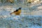Male Daurian Redstart