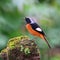 Male Daurian Redstart