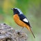 Male Daurian Redstart