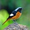 Male Daurian Redstart