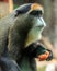 Male De Brazza`s monkey primates Adult Portrait
