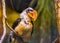 Male Deckens hornbill bird in closeup, beautiful portrait of a tropical bird specie from Africa