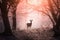 Male deer with antlers stand in forest in Spring with beautiful booming cherry blossom
