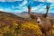 A male Deer in Canadian Nature