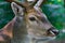 Male deer close up