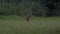 Male deer eat some grass at a meadow