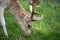 Male deer eating fresh grass