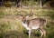 Male Deer Enjoying the Afternoon Sun