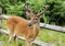 Male deer on Fire Island with four point rack