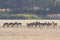 A male deer with his herd of female deer in the process of bellowing during mating season. Marismas del Rocio Natural Park in