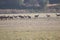 A male deer with his herd of female deer in the process of bellowing during mating season. Marismas del Rocio Natural Park in