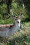 A male deer with impressive antlers