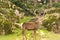 Male deer portrait at Parnitha mountain in Greece against a beautiful background out in the nature.