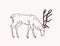 Male deer, reindeer or stag grazing on pasture hand drawn with contour lines on light background. Decorative drawing of