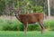 Male Deer Showing off Antlers in Mid Summer