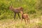 Male defassa waterbuck with a newborn  Kobus ellipsiprymnus defassa, Queen Elizabeth National Park, Uganda.