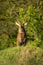 Male defassa waterbuck stands behind grassy mound