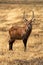 Male defassa waterbuck stands in bleached grass