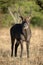 Male Defassa waterbuck stands looking at camera