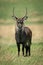 Male Defassa waterbuck stands in sunny savannah