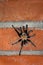 Male Desert Tarantula On A Brick Wall