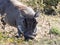 Male Desert Warthog, Phacochoerus aethiopicus, Botswana