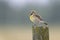 Male Dickcissel perched on a fence post